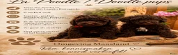 Kruising honden te koop: 2 prachtige La Poodle/ Doodle pups  - Advertentie 1