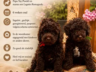 Kruising honden 2 prachtige La Poodle/ Doodle pups - Advertentie 5
