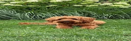 Australian Labradoodle honden te koop: Australian Labradoodle pups van geteste ouders  - Advertentie 17