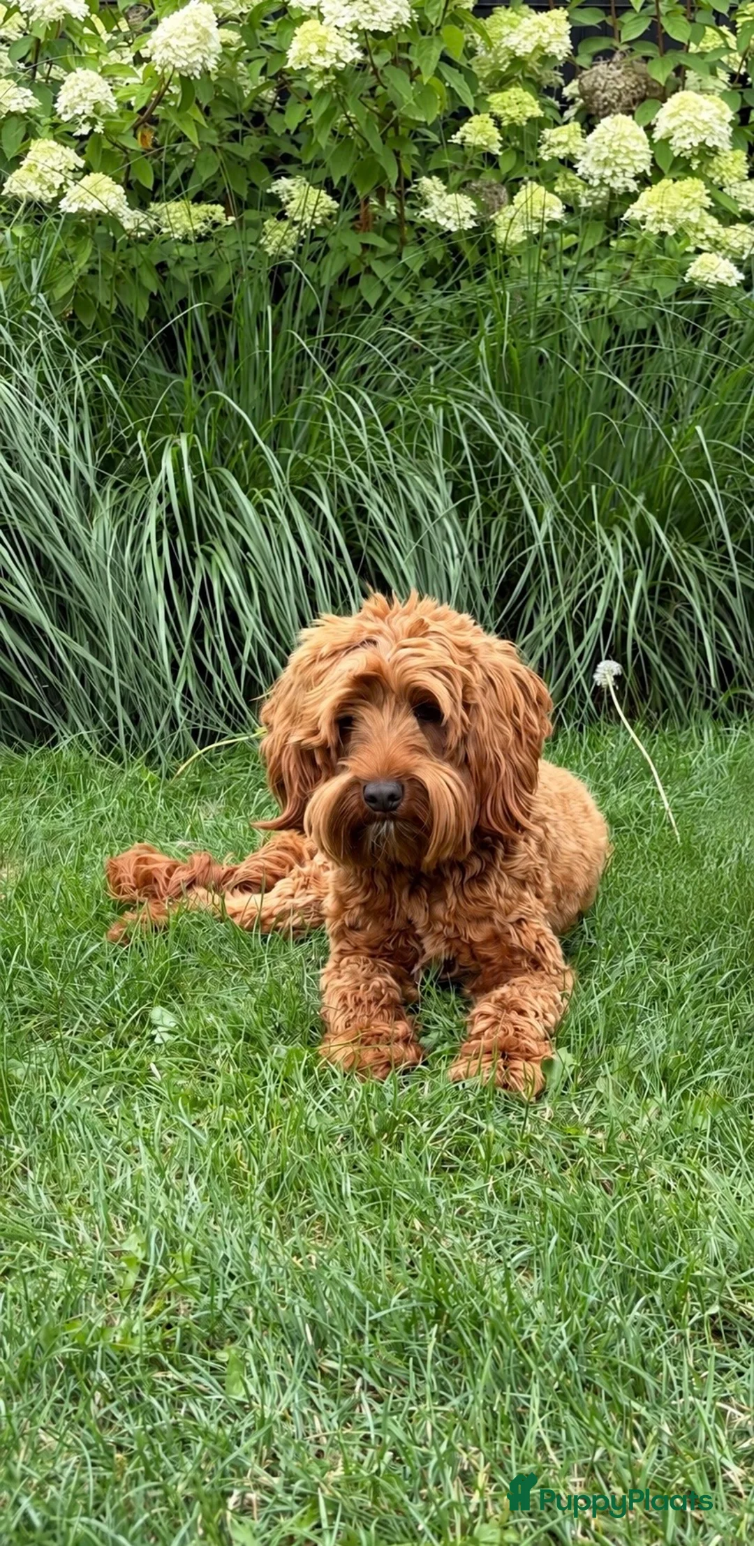 Australian Labradoodle honden te koop: Australian Labradoodle pups van geteste ouders  - Advertentie 17
