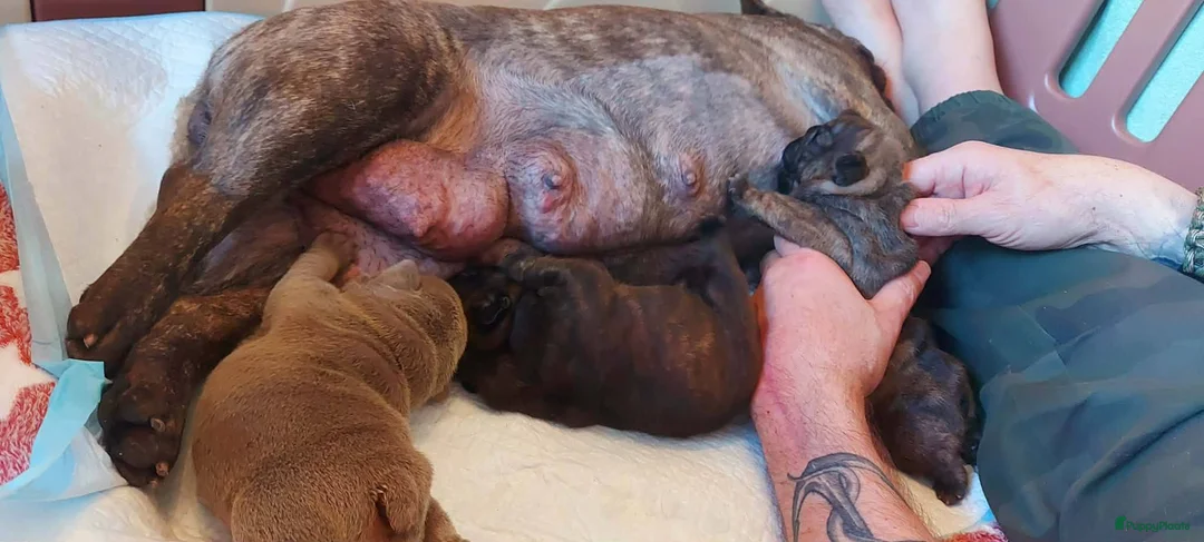 Franse Bulldog honden te koop: Prachtige Franse Bulldog pup met stamboom - Advertentie 11