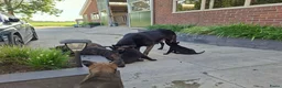 Hollandse Herder honden te koop: Hollandse herder pups - Advertentie 5