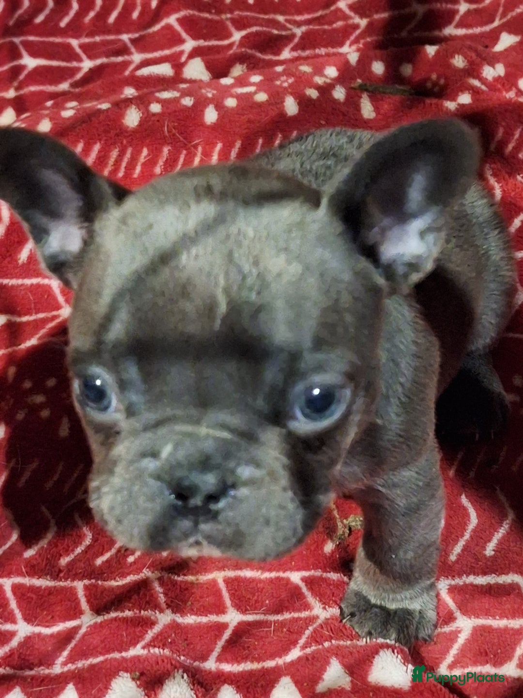 Franse Bulldog honden te koop: Nieuwe franse bulldog pups.  - Advertentie 4