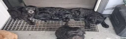 Labradoodle honden te koop: Lieve sociale Labradoodle puppy's mogen verhuizen - Advertentie 4