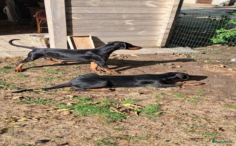 Dobermann honden - Advertentie 4