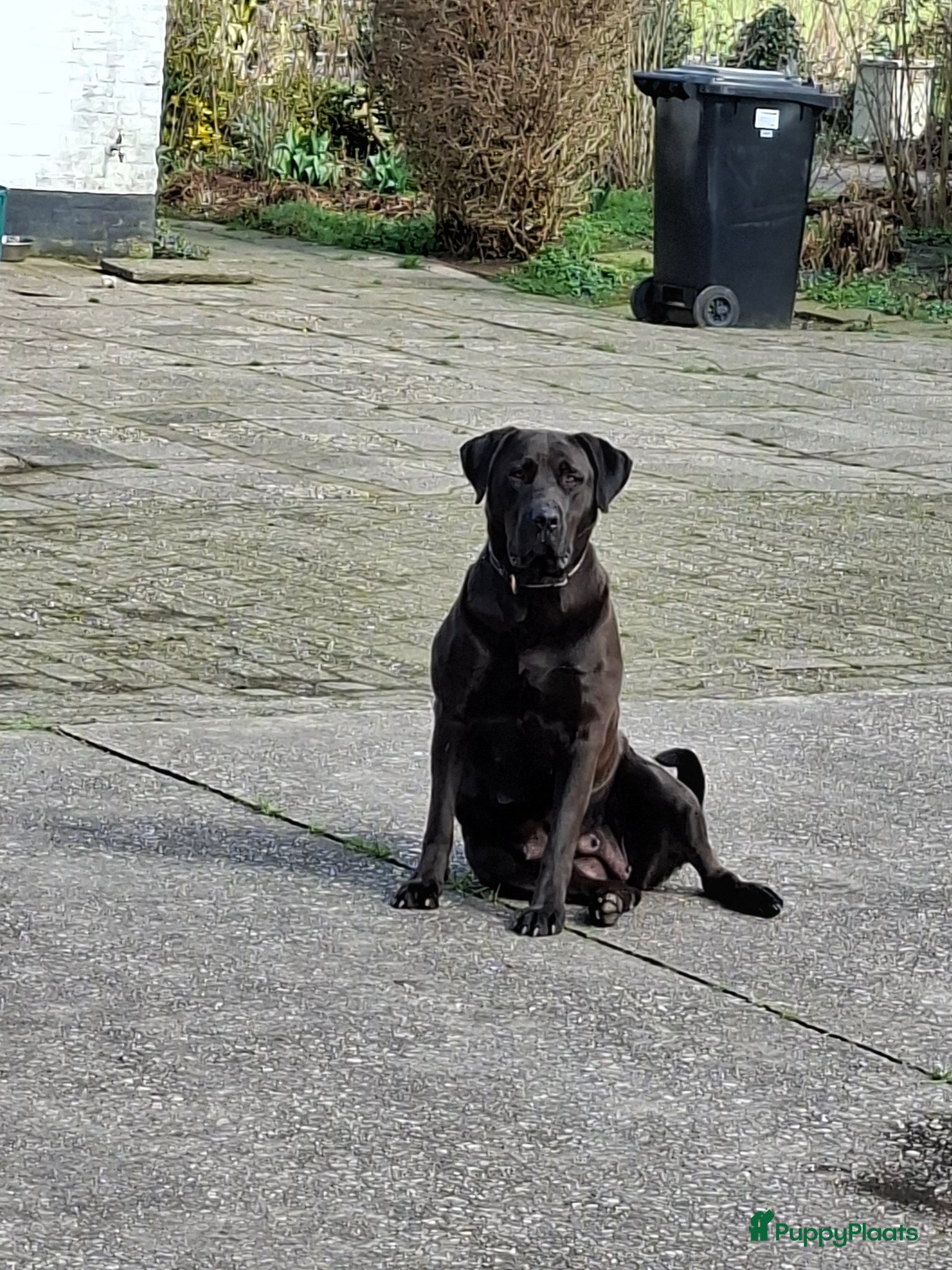 Kruising honden Pups kruising Dobermann x Rottweiler/Weimaraner - Advertentie 1