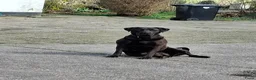 Kruising honden te koop: Pups kruising Dobermann x Rottweiler/Weimaraner in Terwolde - Advertentie 1