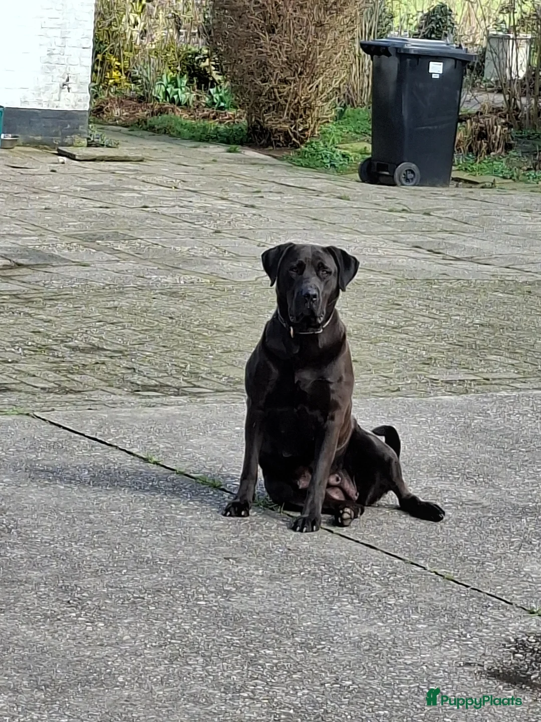 Kruising honden te koop: Pups kruising Dobermann x Rottweiler/Weimaraner in Terwolde - Advertentie 1