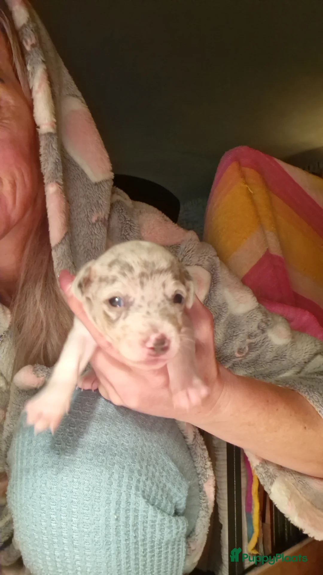 Jack Russel Terriër honden te koop: Merle jackrussels kort harig laag benig - Advertentie 2