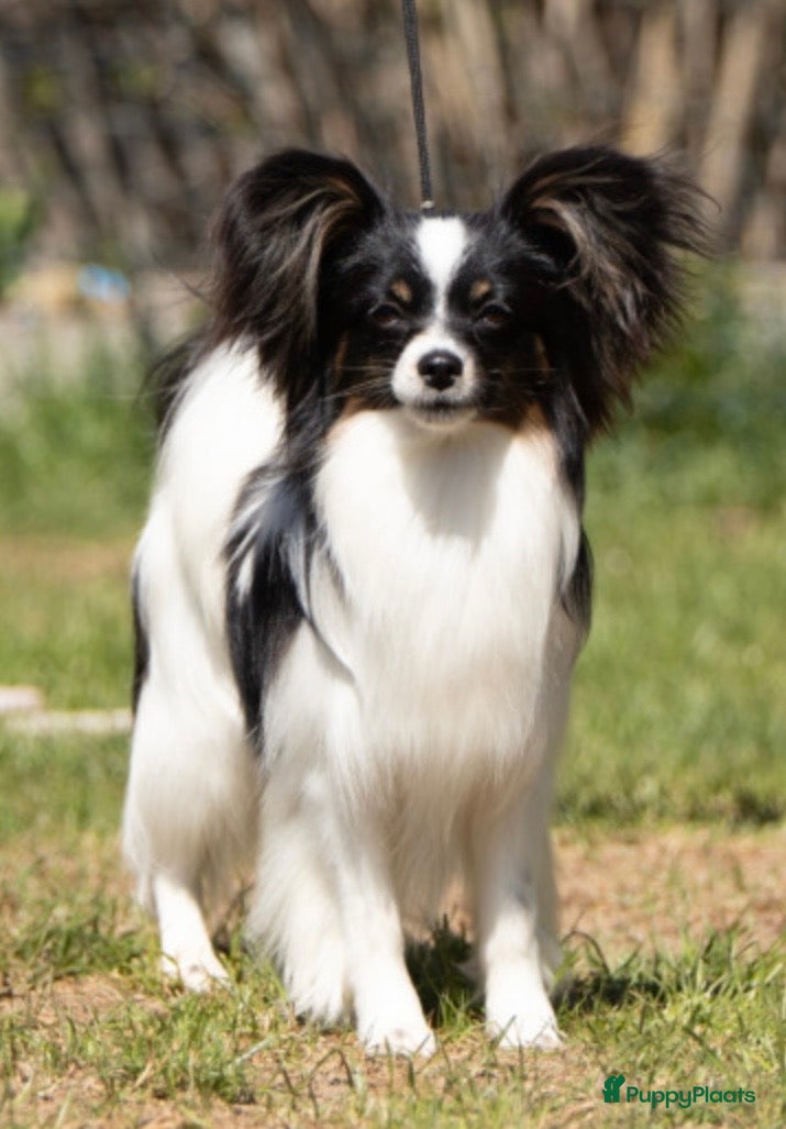 Vlinderhondje honden Nest verwacht eind februari met vlinderpups - Advertentie 2