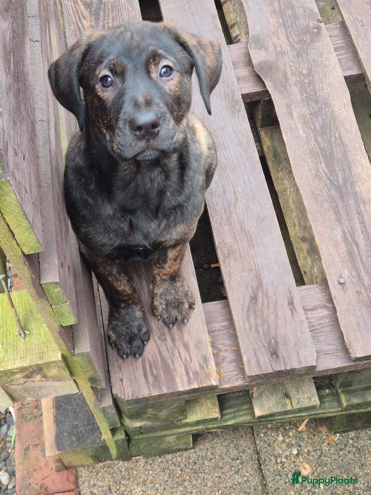 Kruising honden 1 lieve dame Presa Canario /Rottweiler - Advertentie 15
