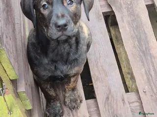 Kruising honden 1 lieve dame Presa Canario /Rottweiler - Advertentie 15