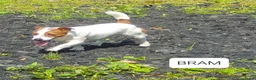 Jack Russel Terriër honden te koop: Speelse gezonde RASZUIVER JACK RUSSELpups LAAGBEEN - Advertentie 30