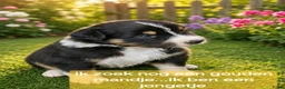 Australian Shepherd honden te koop: Nog 4 mooie austrailian shepherds pups - Advertentie 16