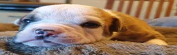 Amerikaanse Bulldog honden te koop: Mooie en gezonde Amerikaanse bulldog pups - Advertentie 7
