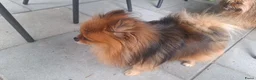 Kruising honden te koop: Nog 1 mooi meisjes beschikbaar - Advertentie 11