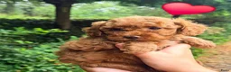 Kruising honden te koop: Kleine poedel pups (toypoedel x dwergpoedel) - Advertentie 19