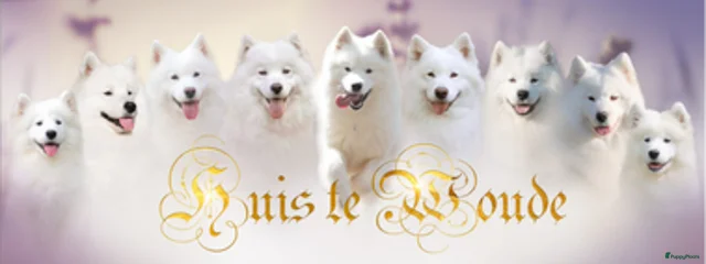 Kvika, Tiny, Nesta, Zian, Salsa