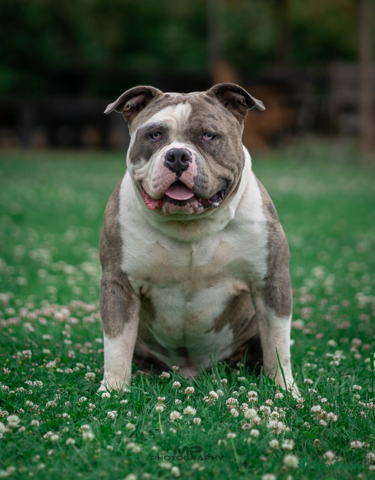 Amerikaanse Bully honden American Bully XL dekreu  - Advertentie 3