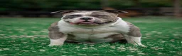 Amerikaanse Bully honden ter dekking: American Bully XL dekreu  - Advertentie 1