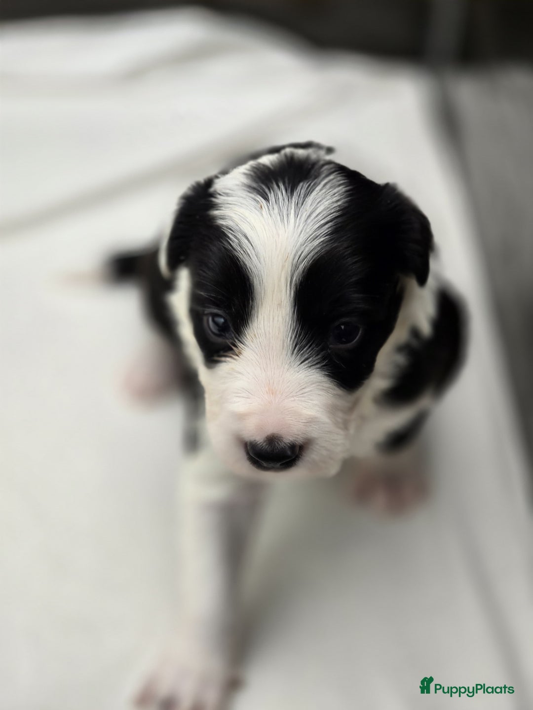 Border Collie honden te koop: Prachtige bordercolliepups met Isds stamboom - Advertentie 6