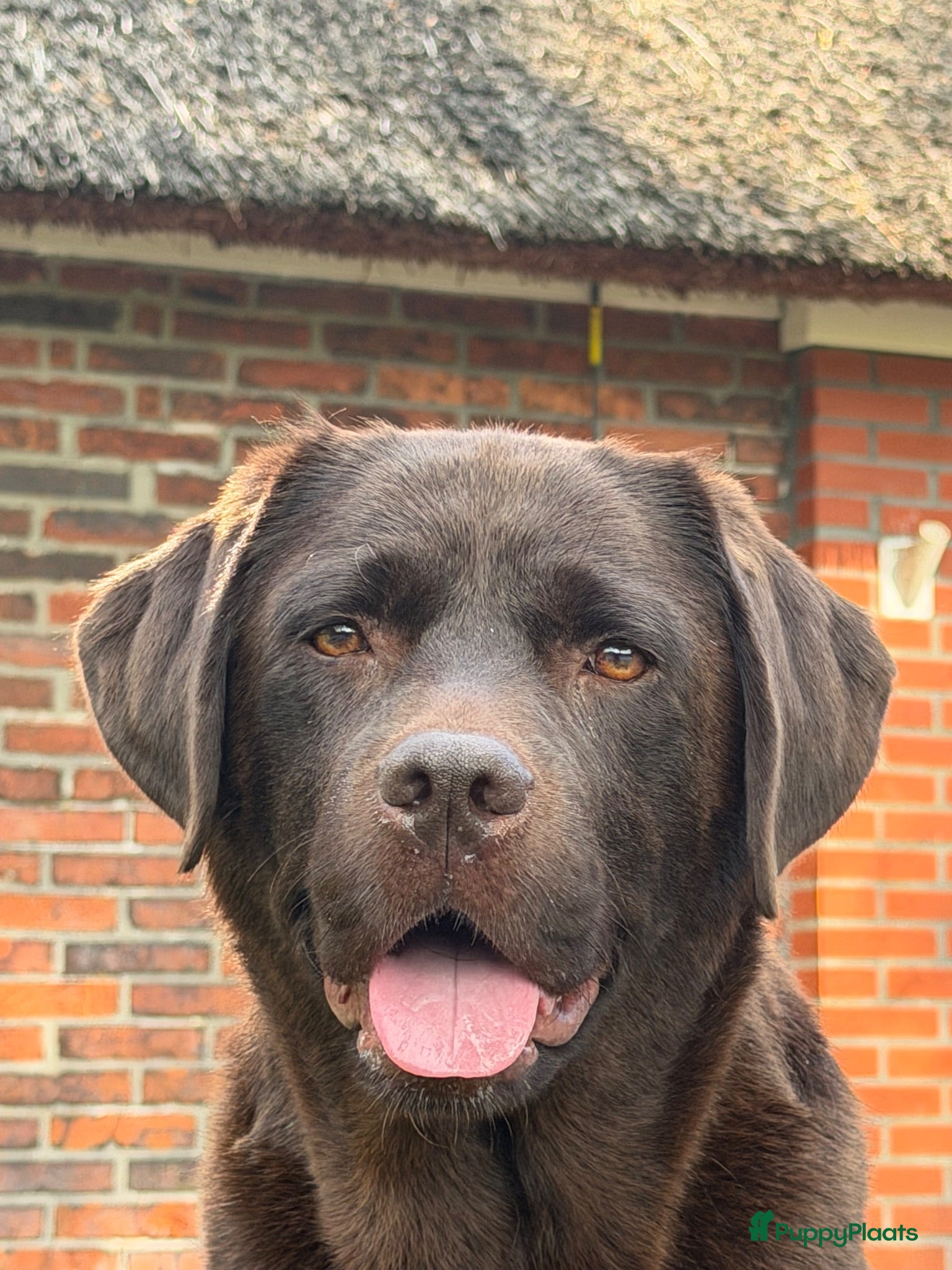 Labrador Retriever honden Prachtige zwarte labrador pups met stamboom - Advertentie 1