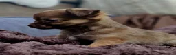 Chihuahua honden te koop: Raszuivere Chihuahua pups reutjes - Advertentie 4