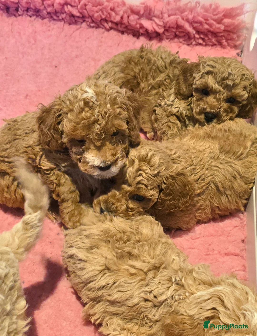 Maltipoo honden te koop: Mooie Maltipoo / toy poedel pup pups - Advertentie 14