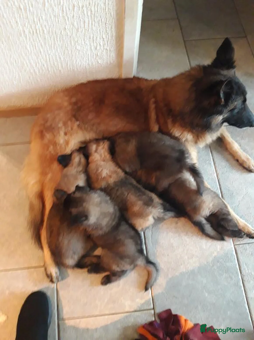 Galerij afbeelding {{count}}