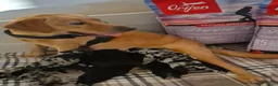 Kruising honden te koop: Borador pupjes♡ - Advertentie 12
