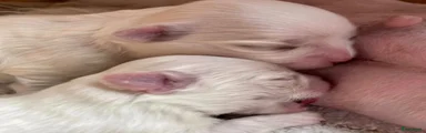 Maltezer 1