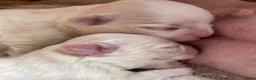 Maltezer honden te koop: Mini Maltezer  - Advertentie 4
