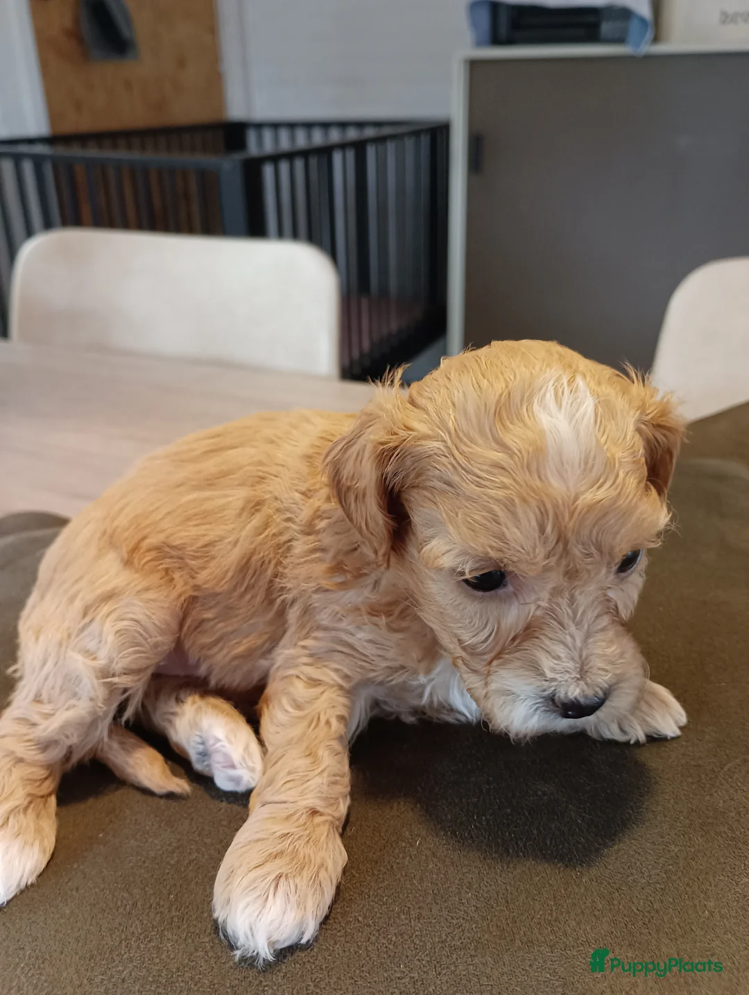 Maltipoo honden te koop: Maltipoo pups beschikbaar  - Advertentie 7
