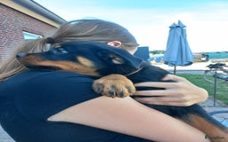 Rottweiler honden te koop: Nog 3 super lieve rottweiler reutjes. - Afbeelding 4