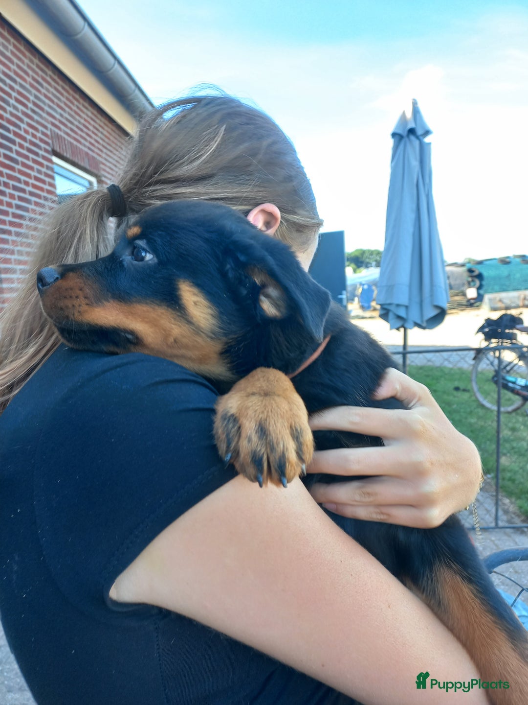 Rottweiler honden te koop: Nog 3 super lieve rottweiler reutjes. - Afbeelding 4