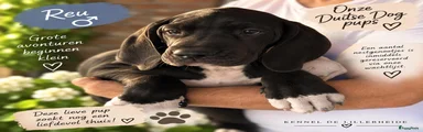Duitse Dog 3