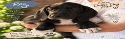 Duitse Dog honden te koop: Prachtige Duitse Dog pups zoeken een thuis - Advertentie 6