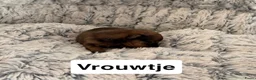 Kruising honden te koop:  Dwergpincher x Chihuahau X Kaninchenteckel pups. - Advertentie 3