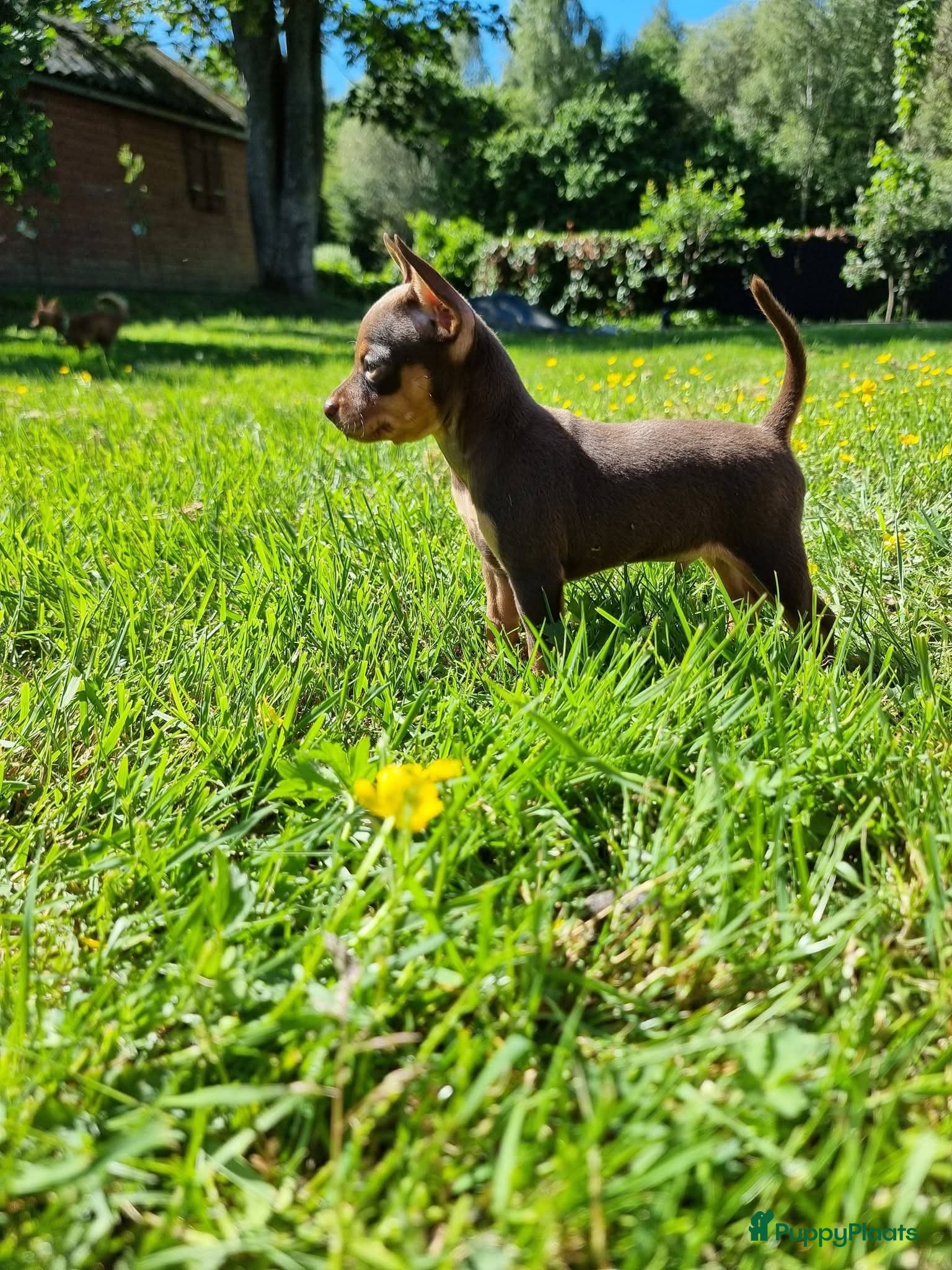 Russische Toy Terriër honden te koop: Russische Toy Terriër pups met FCI stamboom  in Nieuw-Weerdinge - Advertentie 8