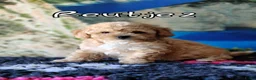 Kruising honden te koop: Bischpoo/Poochon pups te koop  - Advertentie 20