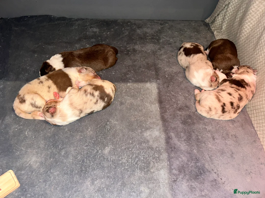 Australian Shepherd honden te koop: 100% raszuivere Australian Sheperd pups - Advertentie 10