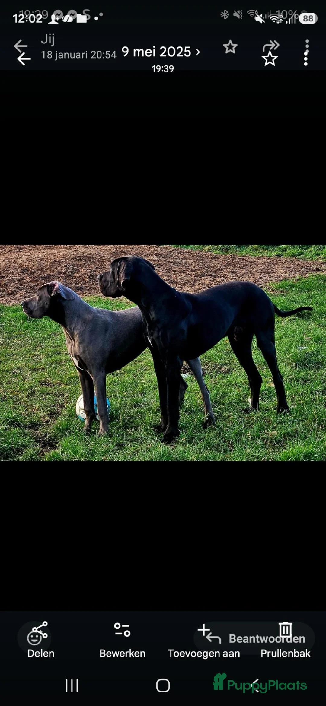 Duitse Dog honden te koop: Duitse dog teefje - Advertentie 2