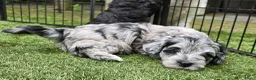 Kruising honden te koop: Prachtige pups - Advertentie 6