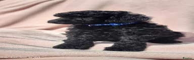 Poedel Puppy 3