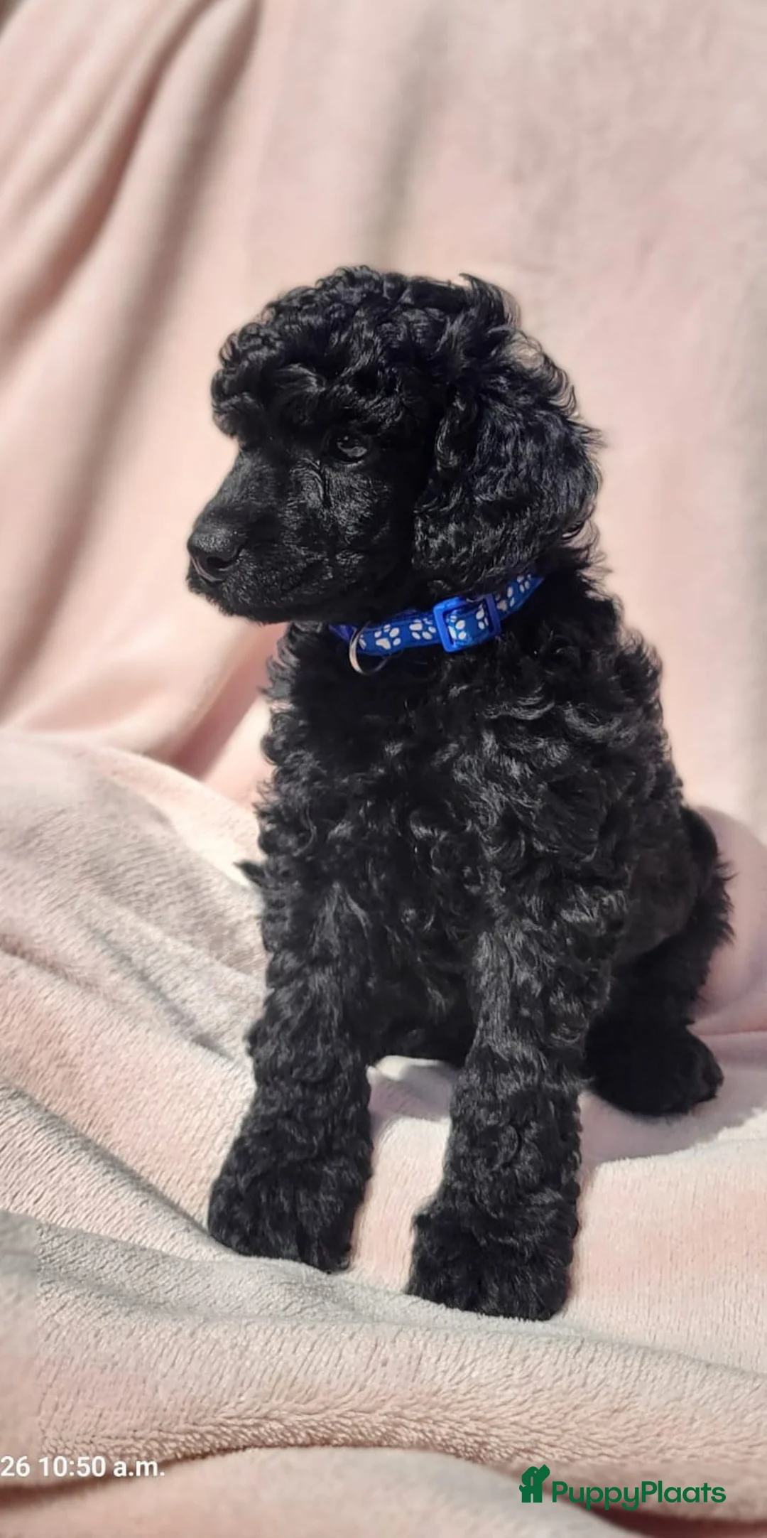 Poedel honden te koop: Dwerg/Middenslag pups - Advertentie 7