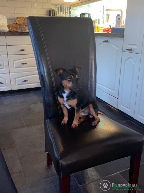 Jack Russel Terriër honden Jack Russel Black&tan  dek reu in Rietmolen - Advertentie 2