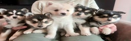 Kruising honden te koop: Prachtige Pomsky pups, in huis opgegroeid - Advertentie 1
