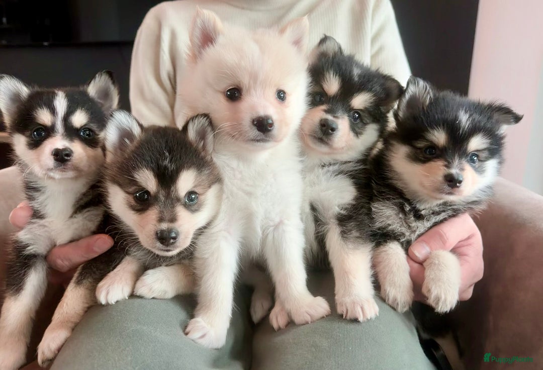 Kruising honden te koop: Prachtige Pomsky pups, in huis opgegroeid - Advertentie 1