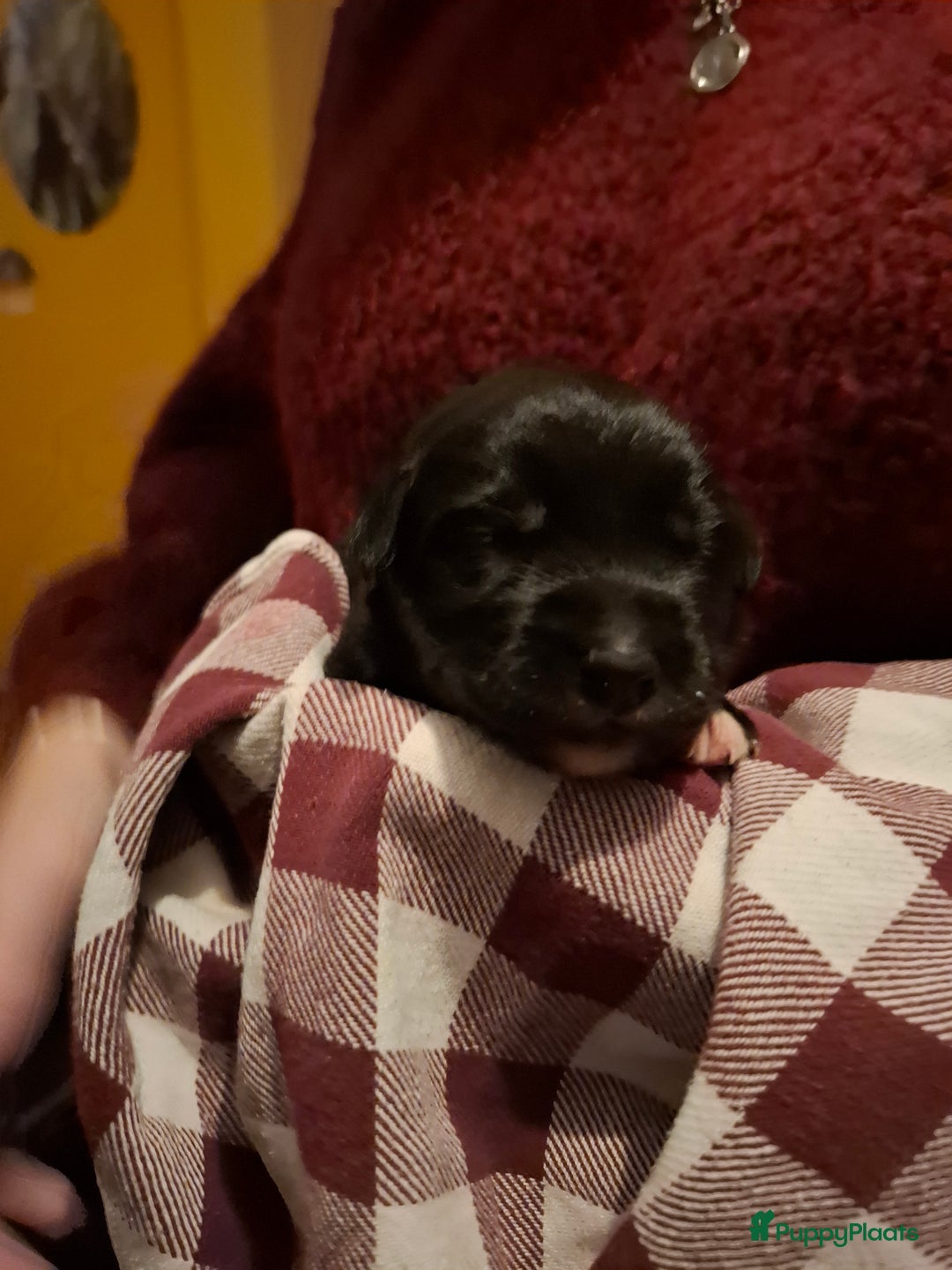 Kruising honden te koop: Boulab pups (Labrador/Berner Senner)  - Advertentie 5