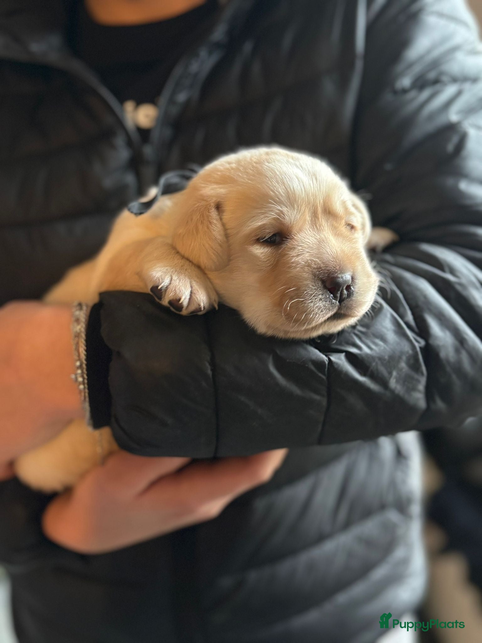 Labrador Retriever honden Prachtige raszuivere blonde labradorpups! - Advertentie 2